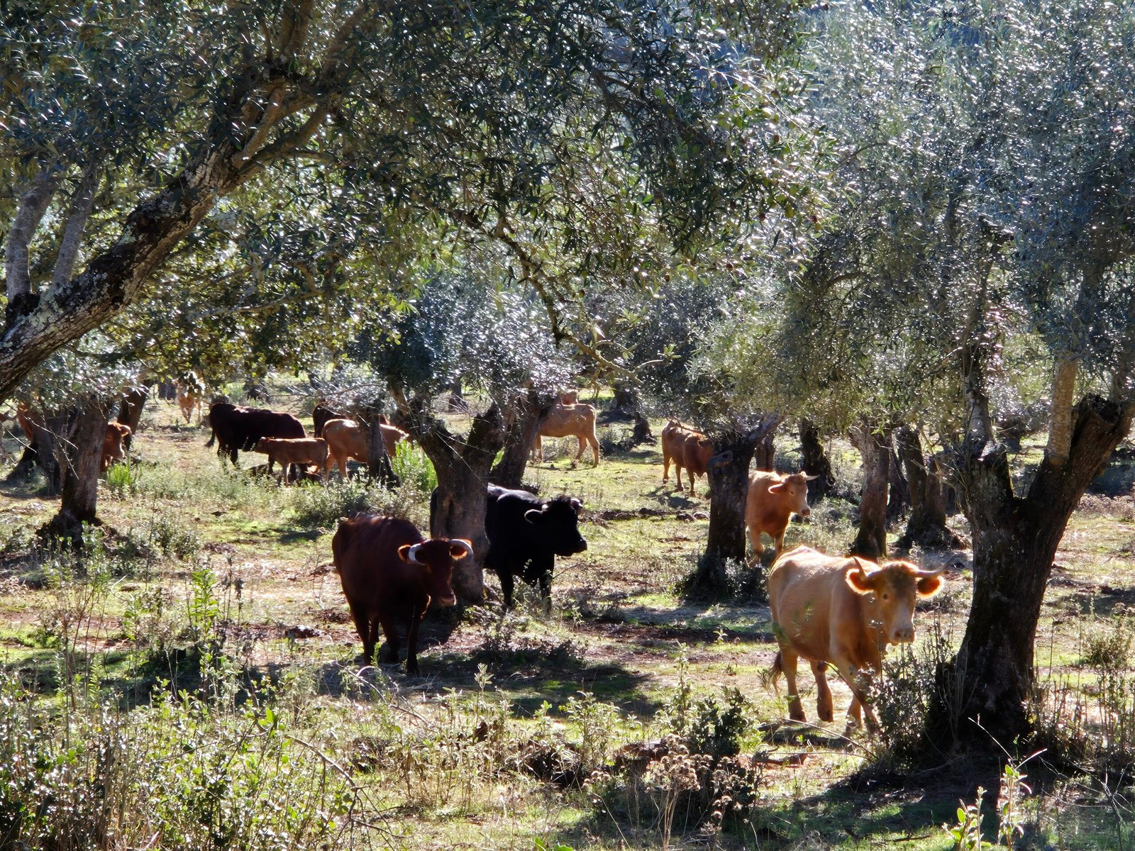 El ciclo anual del ganado: así cambia la vida en la finca según la estación